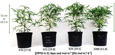 Supplemental greenhouse lighting increased the water use efficiency, crop growth, and cutting production in <mark class="highlighted">Cannabis</mark> sativa
